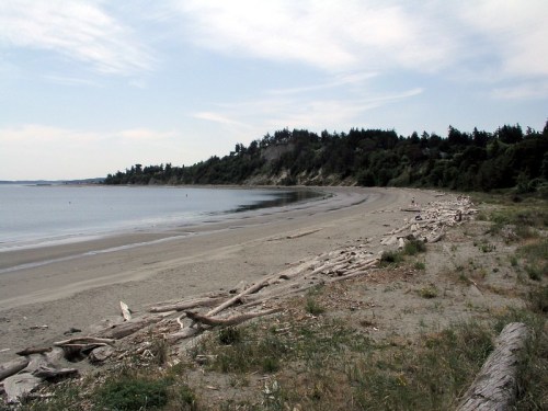 A serene beach scene with driftwood, gentle waves, and a forested hillside under a cloudy sky.