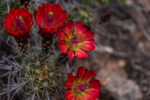 Close-up of vibrant red cactus flowers with green buds, surrounded by sharp spines and rocky terrain.