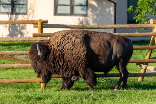 A bison grazing near a wooden fence in a grassy area with a building in the background.