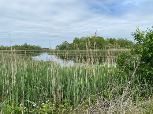 A serene wetland scene with tall grasses, calm water, and trees under a cloudy sky.