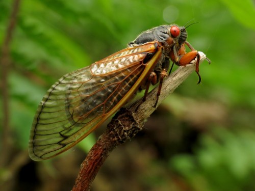 A close-up of a cicada perched on a twig, showcasing its detailed wings and vibrant red eyes against a green background.