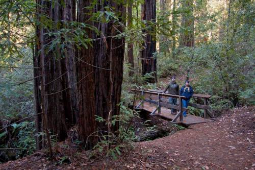 Two people stand on a wooden bridge in a lush redwood forest, surrounded by tall trees and greenery.