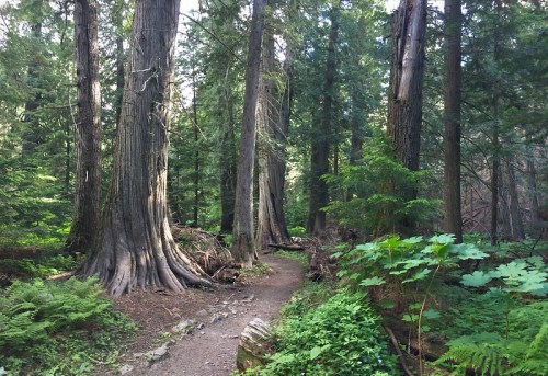 A serene forest path winding through tall trees and lush greenery, inviting exploration and tranquility.
