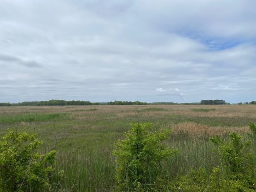 A wide, open field with tall grasses and sparse trees under a cloudy sky.