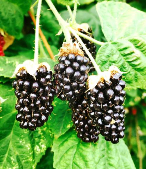 Four ripe blackberries hanging from a green leafy branch.