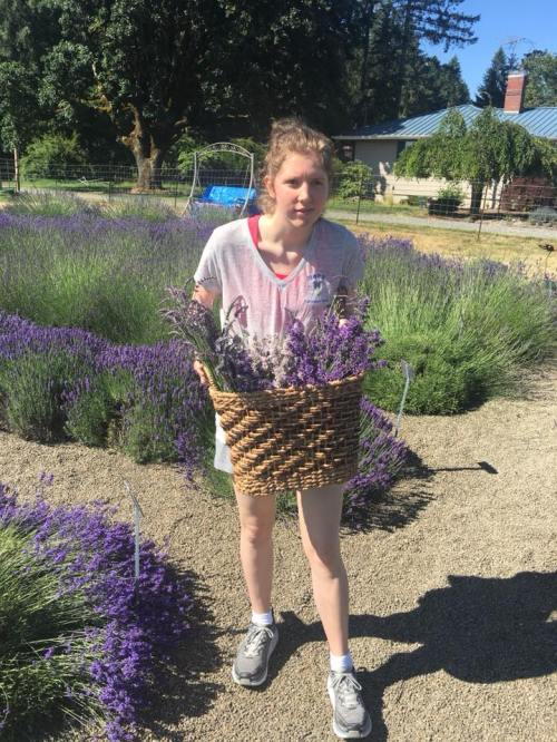 A person stands in a lavender field, holding a basket filled with freshly picked lavender flowers.