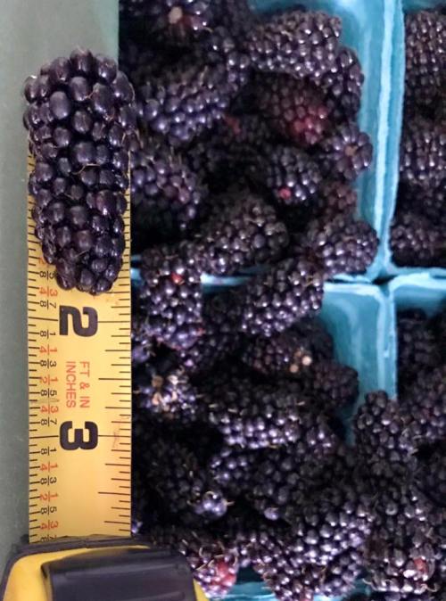 A close-up of fresh blackberries in a container, with a measuring tape showing a length of 2 inches.