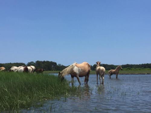 Wild horses wade through shallow water, surrounded by lush green grass under a clear blue sky.
