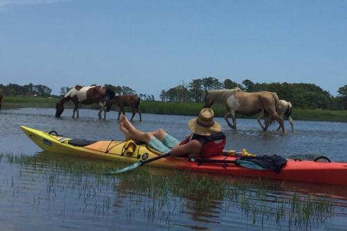 A person relaxes in a kayak while horses wade through shallow water in a scenic marsh landscape.