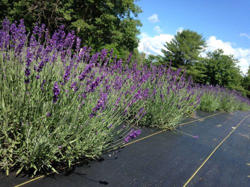 A field of vibrant purple lavender flowers under a clear blue sky, with green trees in the background.