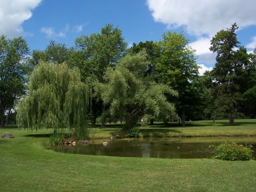 A serene park scene featuring a pond surrounded by lush green trees and a blue sky with fluffy clouds.