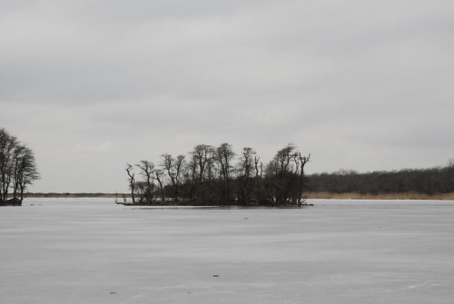 A frozen lake with a small island of bare trees under a cloudy sky.