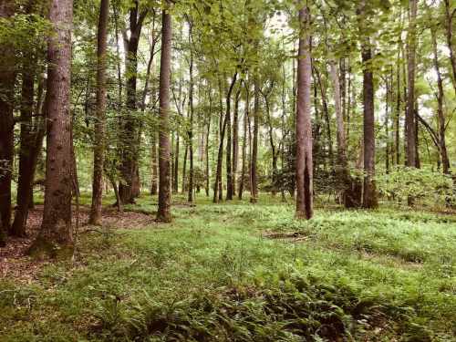 A serene forest scene with tall trees and lush green undergrowth, creating a peaceful, natural atmosphere.