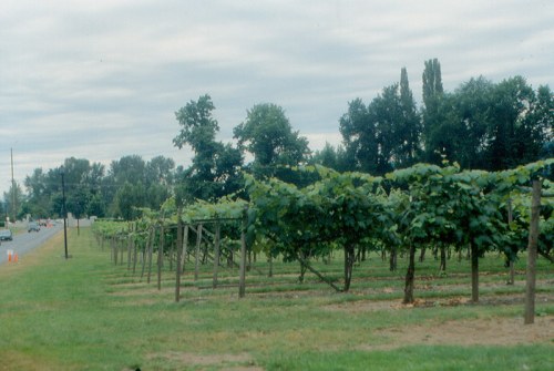 A vineyard with rows of grapevines alongside a road, under a cloudy sky and surrounded by trees.