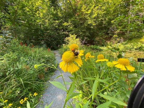 A bumblebee on bright yellow flowers in a lush green garden with a winding path in the background.