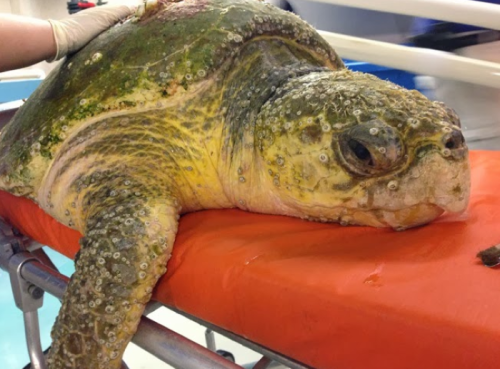 A close-up of a large sea turtle on a stretcher, showing its textured shell and a hand gently touching it.