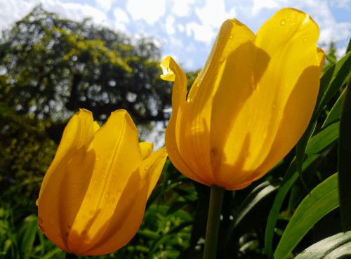 Two vibrant yellow tulips glisten with water droplets against a bright, cloudy sky. Lush green leaves surround them.
