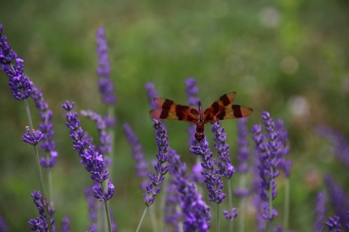 A vibrant dragonfly with red and brown wings perched on purple lavender flowers in a lush green setting.