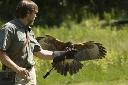 A man in a green shirt holds a hawk on his gloved arm, with a lush green background.