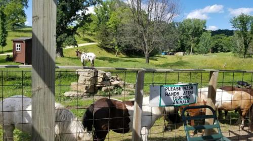A goat stands on a rock near a fence, with horses grazing and a sign that says "Please wash hands after touching animals."