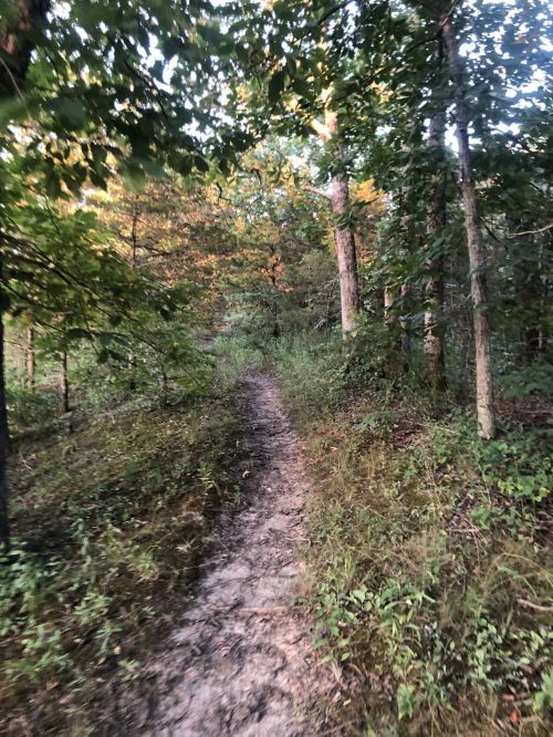 A narrow dirt path winding through a lush, green forest with trees and underbrush on either side.