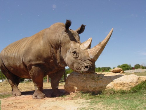 A large rhinoceros stands beside a rock, with a clear blue sky and greenery in the background.