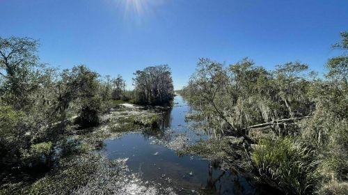 A serene wetland scene with a calm waterway, surrounded by lush greenery and trees under a clear blue sky.
