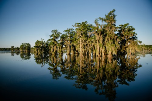 Lush cypress trees draped in Spanish moss reflect in calm water under a clear blue sky.