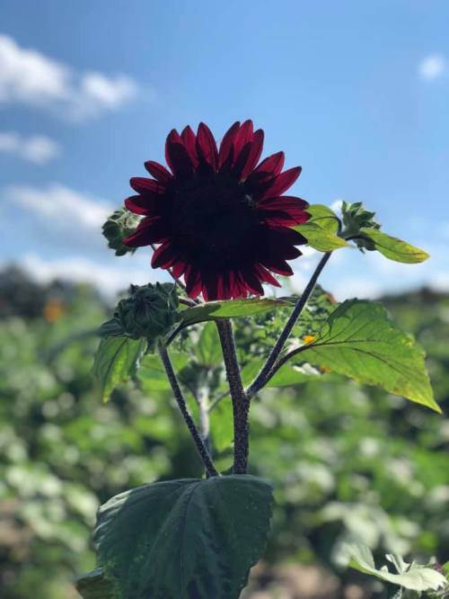 A dark red sunflower stands tall against a blue sky, surrounded by green leaves and buds in a field.