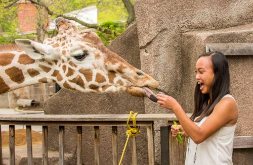 A woman feeding a giraffe at a zoo, both looking excited in a playful interaction.