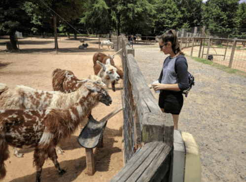 A person stands by a fence, interacting with llamas in a petting zoo setting. Trees and other visitors are in the background.