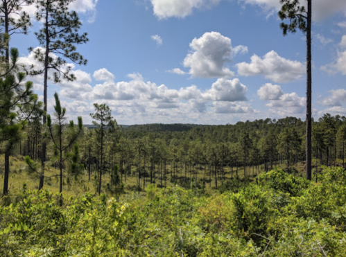 Lush green landscape with tall pine trees under a blue sky filled with fluffy white clouds.