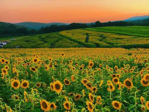 A vibrant field of sunflowers under a colorful sunset, with rolling hills in the background.