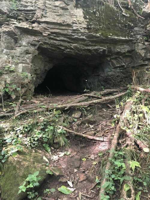 A dark cave entrance surrounded by rocks, roots, and greenery in a natural setting.