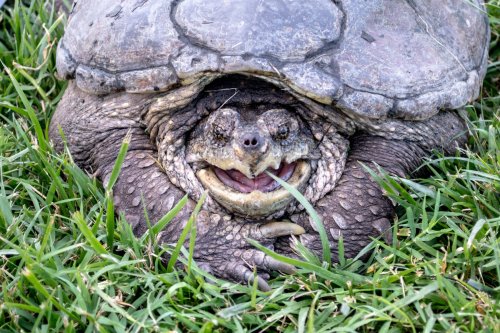 A close-up of a smiling turtle resting on green grass, showcasing its textured shell and facial features.