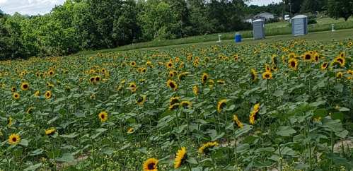 A vibrant field of sunflowers under a blue sky, with portable restrooms visible in the background.