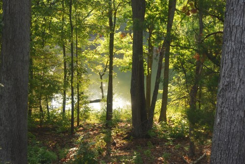 A serene forest scene with sunlight filtering through trees, illuminating a calm body of water in the background.