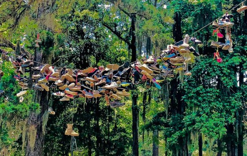 A collection of various shoes hanging from a rope between trees in a lush, green forest.