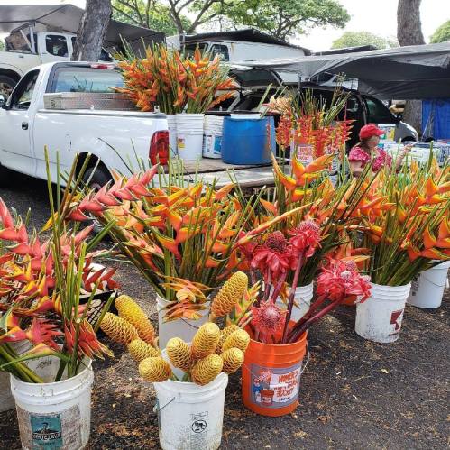 Colorful tropical flowers in buckets, displayed near a white pickup truck at an outdoor market.