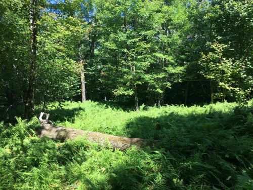 A lush green forest with ferns covering the ground and a fallen log amidst the trees. Sunlight filters through the leaves.