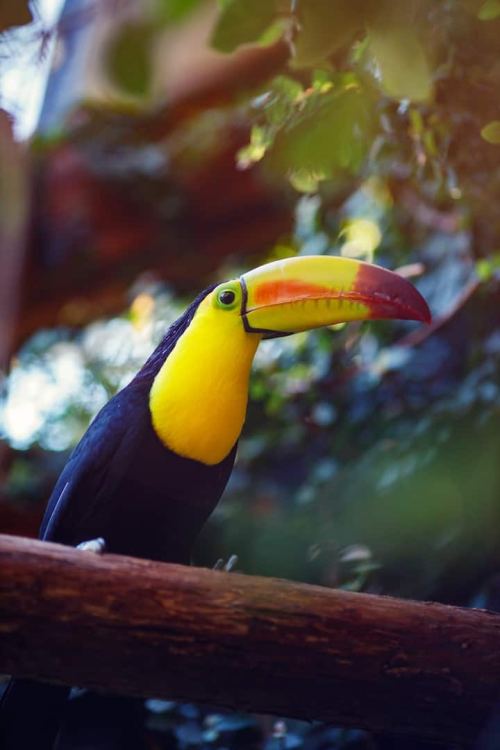 A colorful toucan perched on a branch, surrounded by lush greenery.