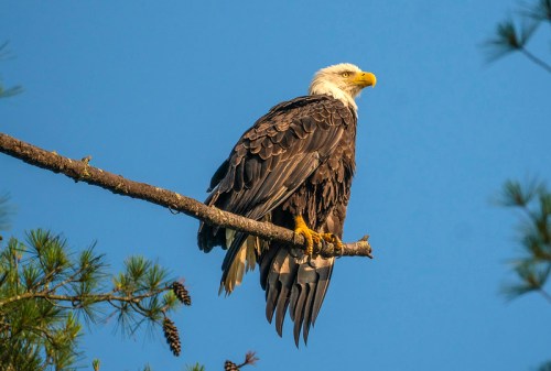A bald eagle perched on a tree branch against a clear blue sky, showcasing its distinctive white head and dark feathers.