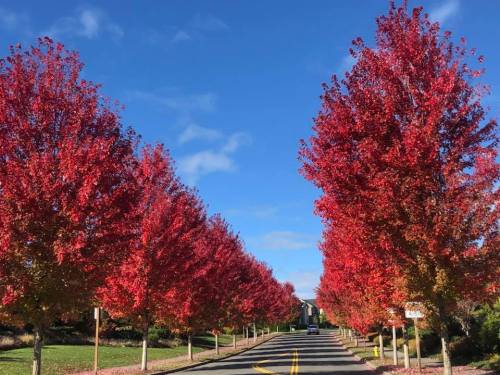 A tree-lined street with vibrant red autumn foliage under a clear blue sky.