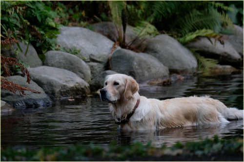 A golden retriever wades through calm water, surrounded by rocks and lush greenery.