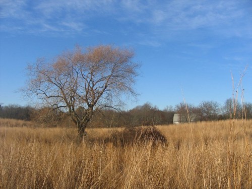 A solitary tree stands in a field of tall grass under a clear blue sky, with a distant barn visible.