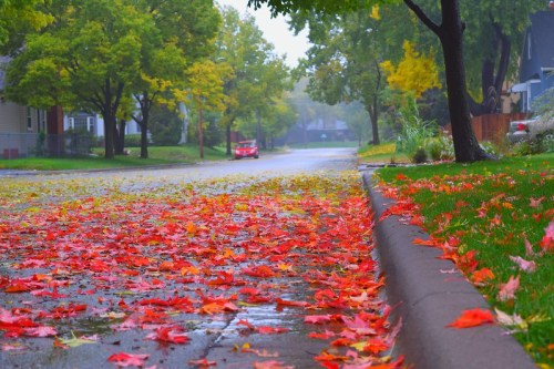 A rainy street lined with trees, covered in vibrant red and orange autumn leaves.