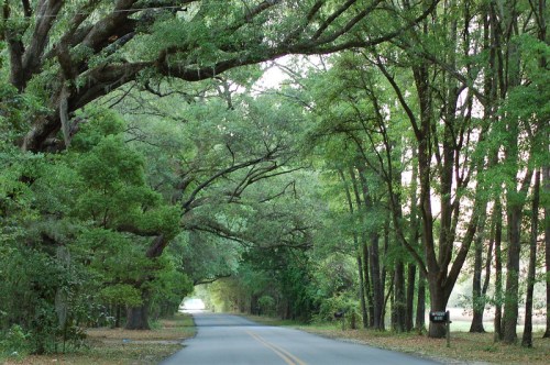 A serene road lined with tall trees, creating a natural canopy overhead, inviting a peaceful atmosphere.