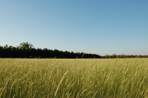 A vast field of tall grass under a clear blue sky, bordered by a dense line of trees in the background.
