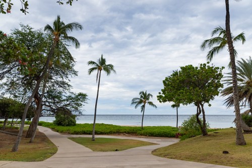 A serene beach view with palm trees and a cloudy sky, featuring a winding path leading to the ocean.