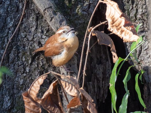 A small brown bird perched on a tree trunk, surrounded by dried leaves and green foliage.